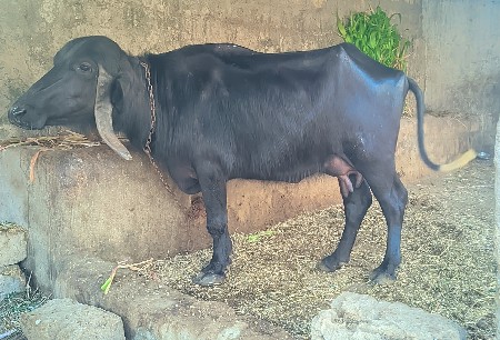 ભેંસ વેચવાની છે