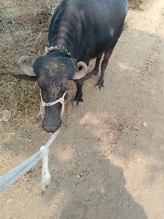 ભેંસ વેચવાની છે