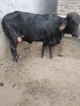 थंबनेल 3