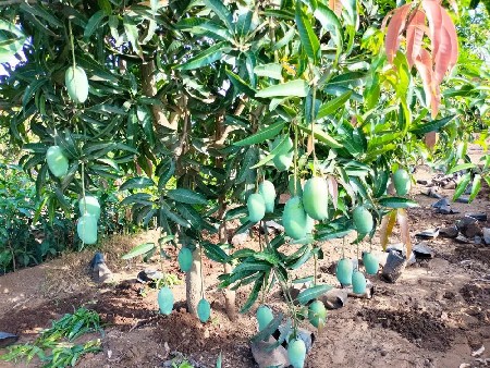 6 વિઘા ના આંબા નો બગીચો