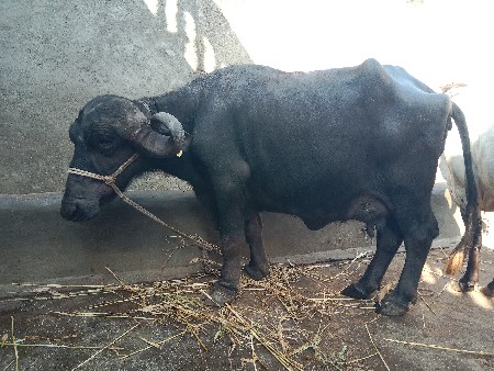 थंबनेल 3