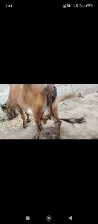 ઓરીજીનલ ગીર ગાય વેચાવાની છે