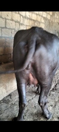 1 વેતર વિયાસે 
1 મહિના ની કાચી