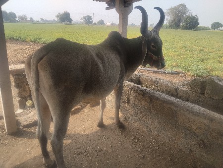 थंबनेल 3