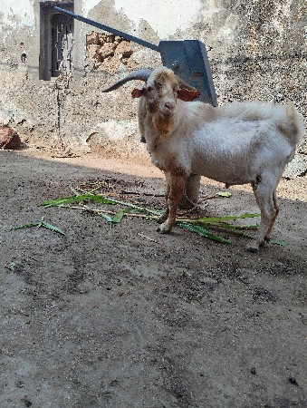 બકરો વેચવા નો છે