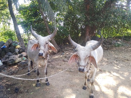 ગોઢલા વેચવાના છે