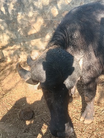 थंबनेल 3