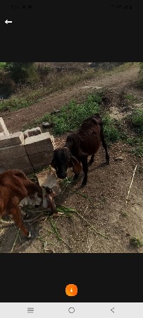 ગાય વેચવાની છે