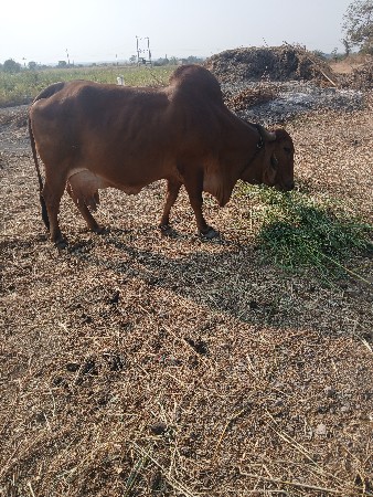 थंबनेल 3