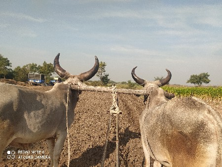 ગોઢલા વેશવા ના છે