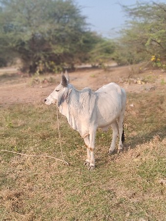 थंबनेल 3