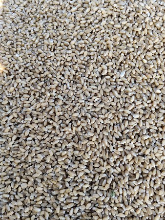 ઘઉં અક્ષય વામન ટુકડી સુપર