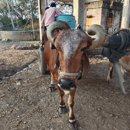 બળદ વેચવાના છે