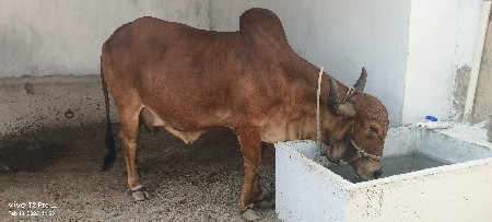 ગાય વેચવાની છે