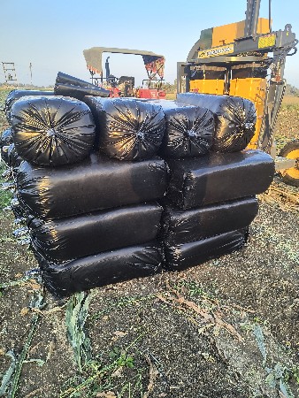 sailej american makai nu