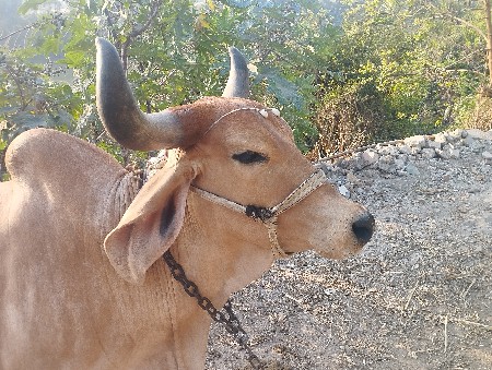 थंबनेल 2