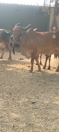 थंबनेल 2