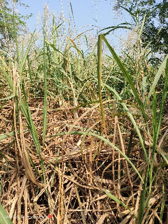 2005 શેરડી