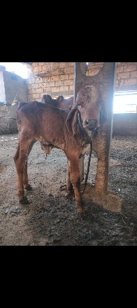 थंबनेल 3