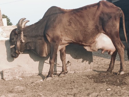 ગાય વેચવાની છે