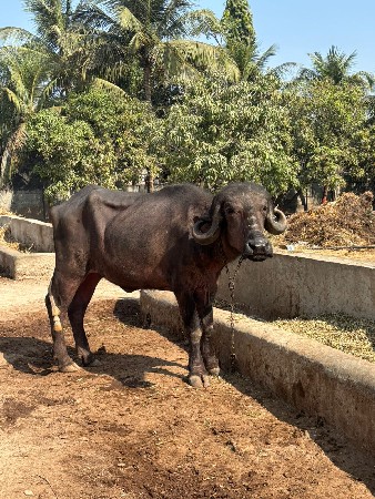 थंबनेल 2