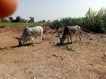 બળદ વેચવાના છે