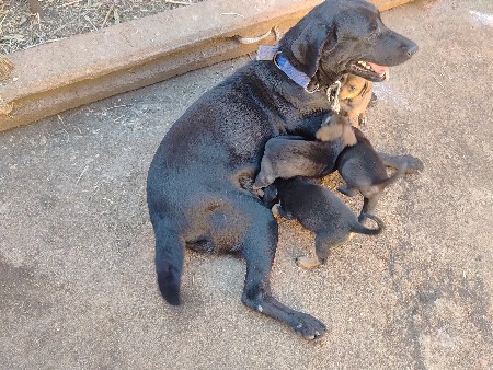 બચાવવાના છે