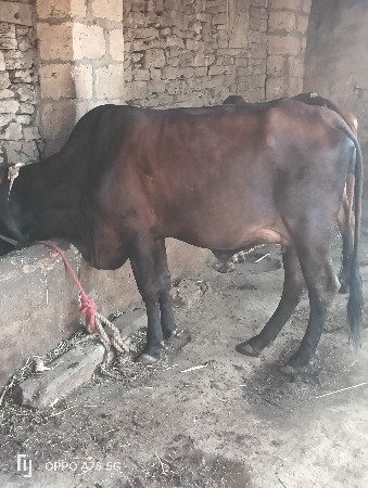 ક્રોસ હોટકી વેચવાની છે