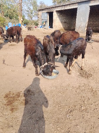 4 પાડી દેવાની છે