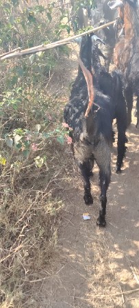 આ બકરા વેચવાના સે