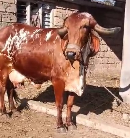 थंबनेल 2