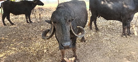 બૅ ભૅસ વૅસવાનીશૅ