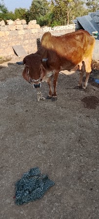 થંબનેલ 2