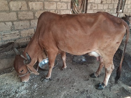 ગાય વેચવાની