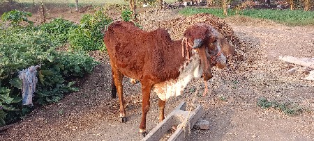 ગીર વાછળી દેવાની છે