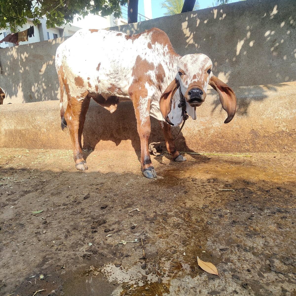 ગીર વાછડી