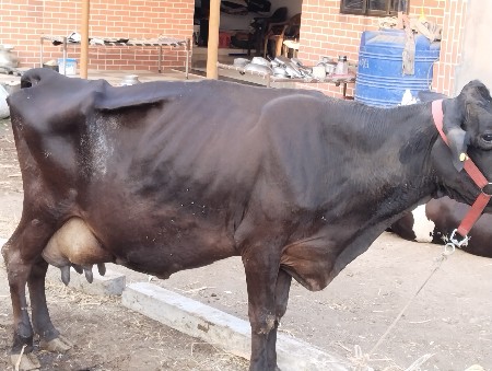 ગાય વેચવાની છે