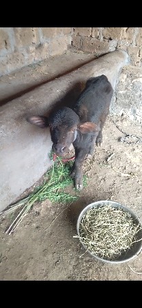 આ ભેસ વેચવાની છે