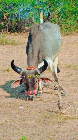 थंबनेल 2