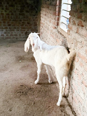 થંબનેલ 3