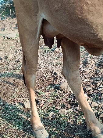 થંબનેલ 3