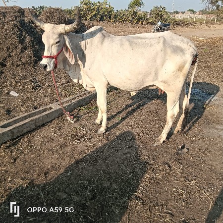 હોડકી વઢીયારી વેચવાની છે સોજીછે