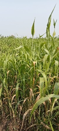 જુવાર વેચવાની છે