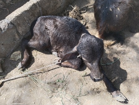 थंबनेल 2