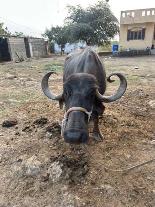 थंबनेल 2