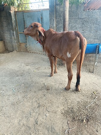 થંબનેલ 3