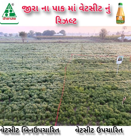 ચોરીના બિયારણ
