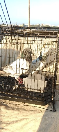 bajra kabutar chalu jodiyo