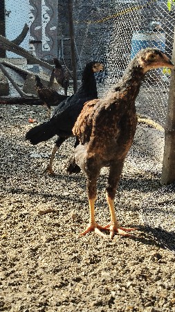 थंबनेल 3