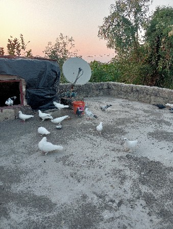 એક માદી વાઈટ ગુલાટી વાળી દેવાની છે